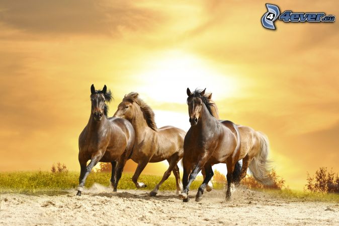 braune Pferde