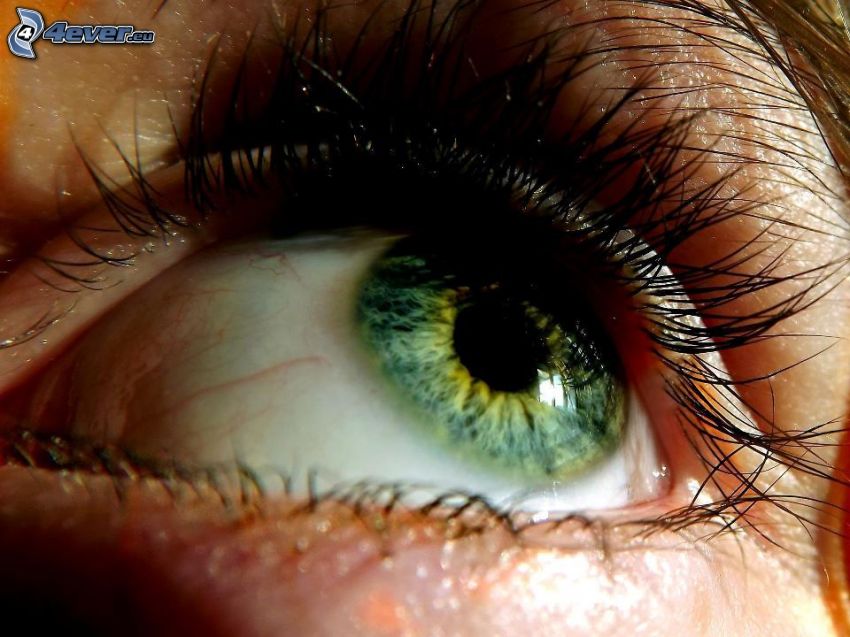 grünes Auge, Wimpern