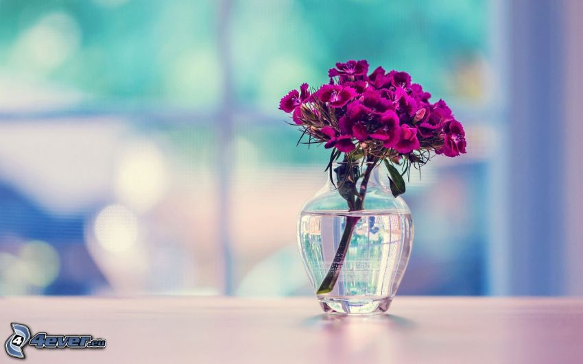 lila Blumen, Blumensträuße, Vase
