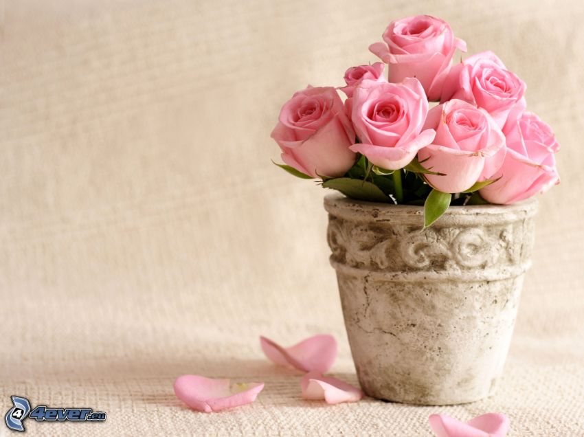 rosa Blumen, Vase