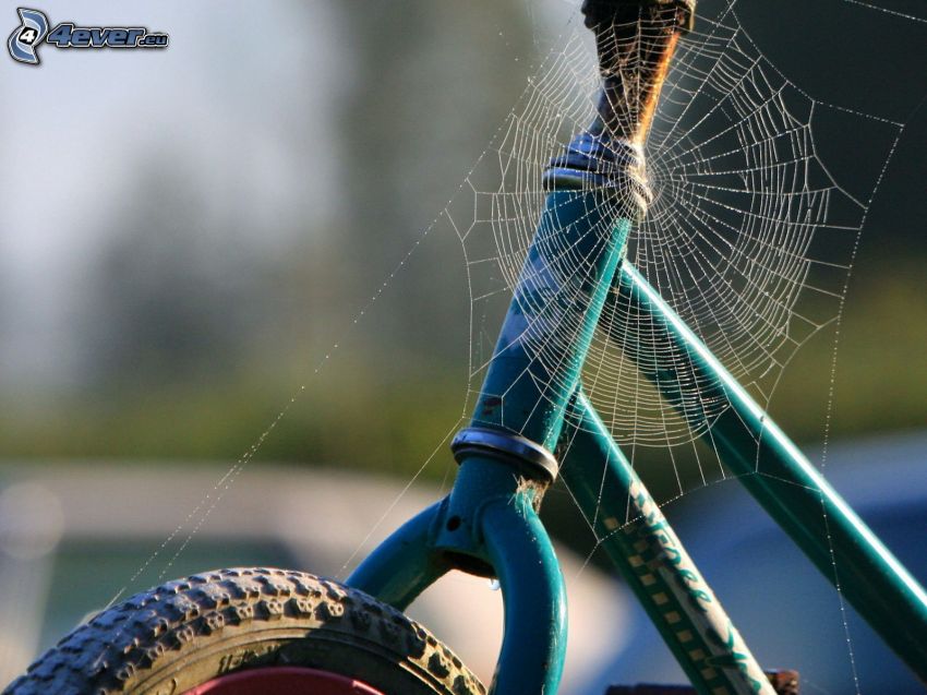 Spinngewebe auf dem Fahrrad