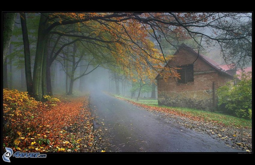 herbstlicher Weg unter den Bäumen, altes Haus, gelbe Blätter, Wald, Nebel, Herbst