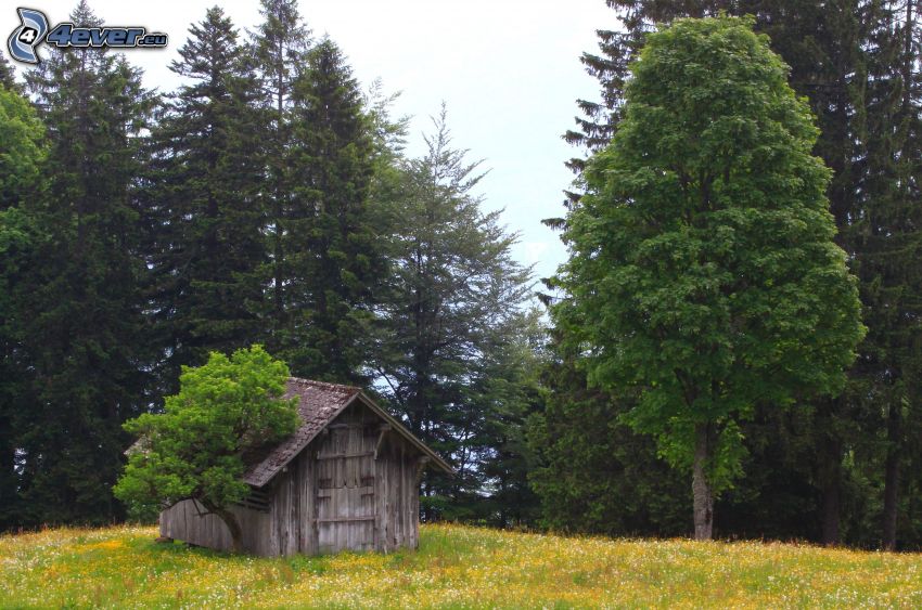 Hütte, Wald, Wiese