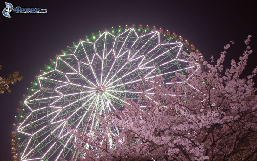 Riesenrad, blühender Baum