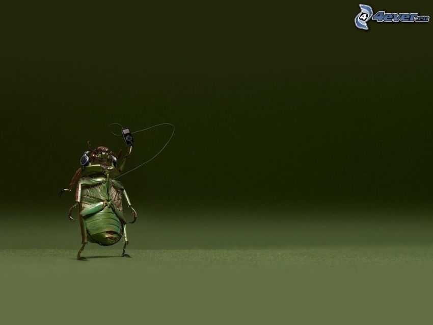 Käfer, Kopfhörer