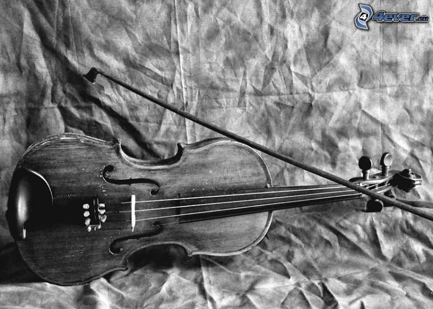 Violine, Bogen, Schwarzweiß Foto