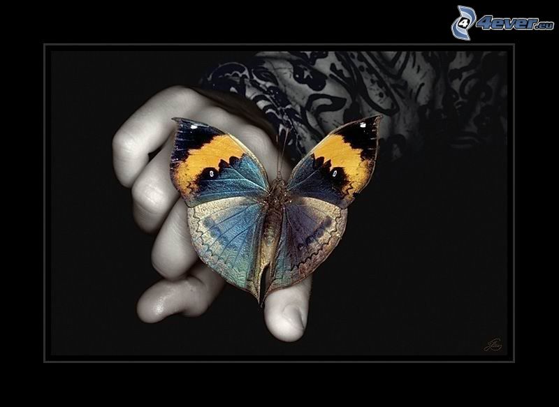 Schmetterling auf einem Finger, Hand