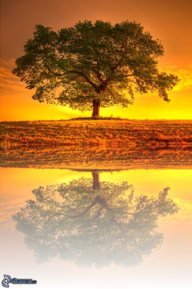 Baum, Spiegelung, Wiese, gelb Himmel, nach Sonnenuntergang