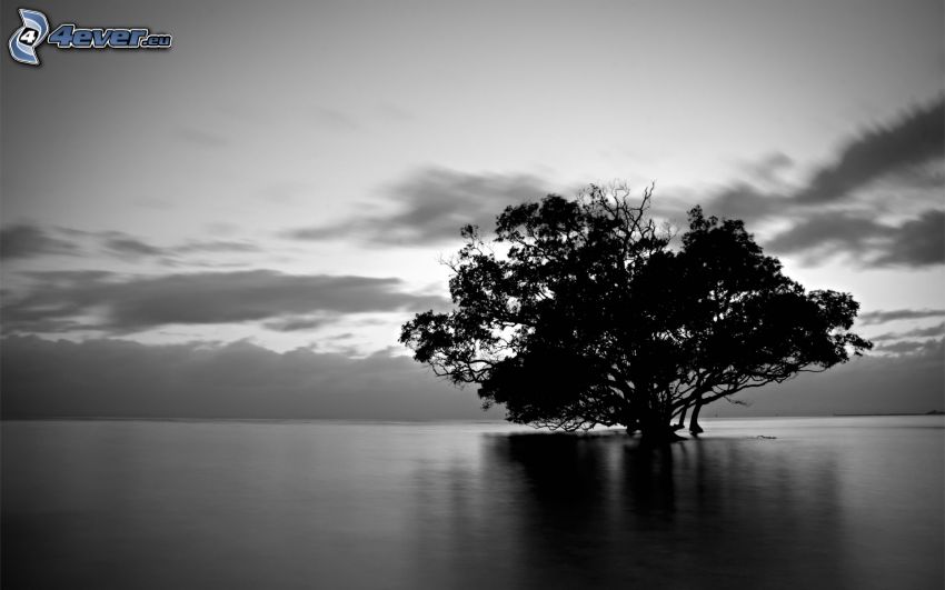 Baum über dem See, einsamer Baum, weitausladender Baum