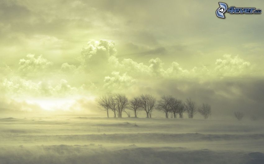 Bäume, Nebel, Wolken