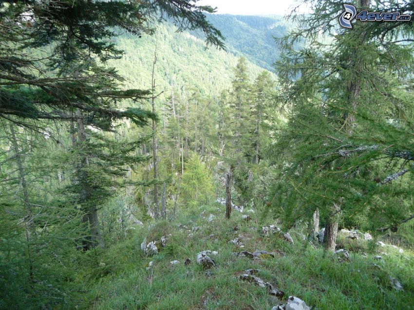 Wald, Felsen, Muránska planina, Slowakisches Erzgebirge