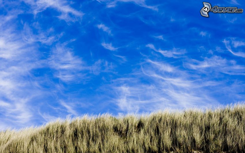 blauer Himmel, Wolken, trockenes Gras