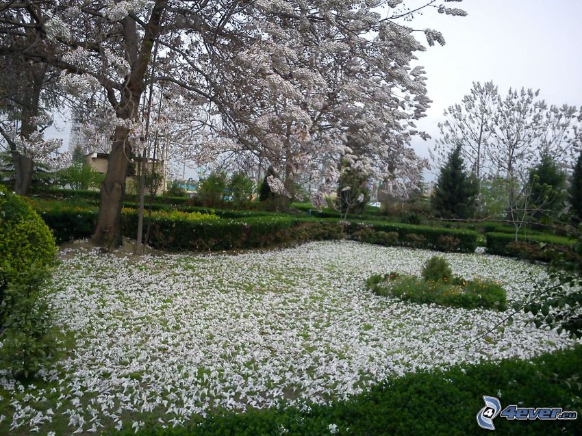 blühender Baum, weiße Blumen, Blütenblätter