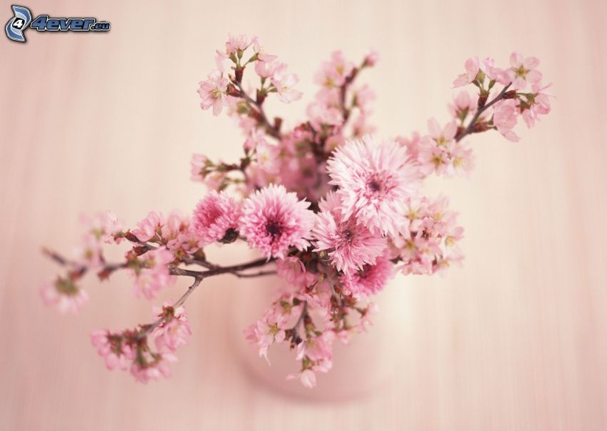 blühender Zweig, rosa Blumen