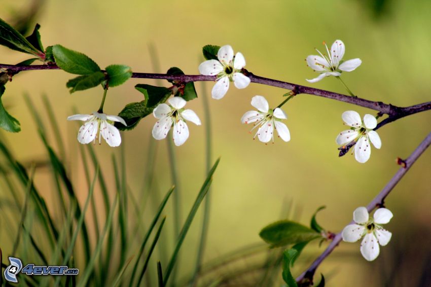 blühender Zweig, weiße Blumen