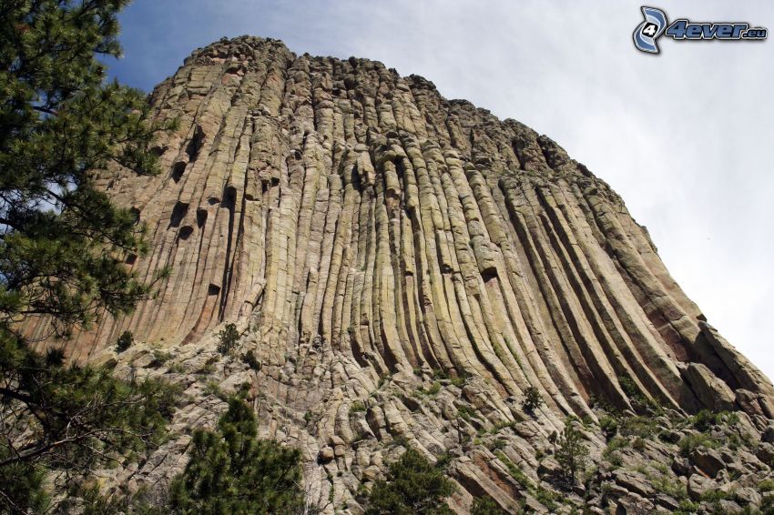 Devils Tower, Felsen, Nadelbäume