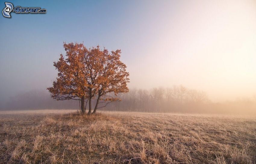 einsamer Baum, Herbstlicher Baum, Nebel