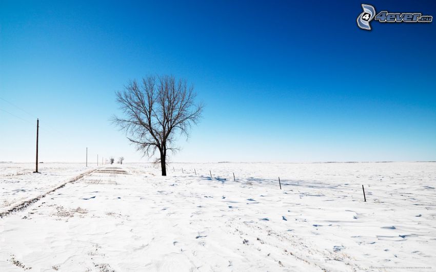 einsamer Baum, Schnee