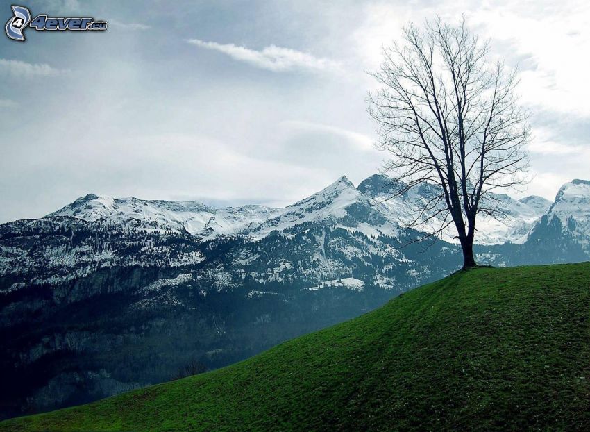 einsamer Baum, Schneebedeckte Berge, Himmel
