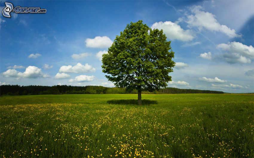 einsamer Baum, Wiese, gelbe Blumen, Wolken