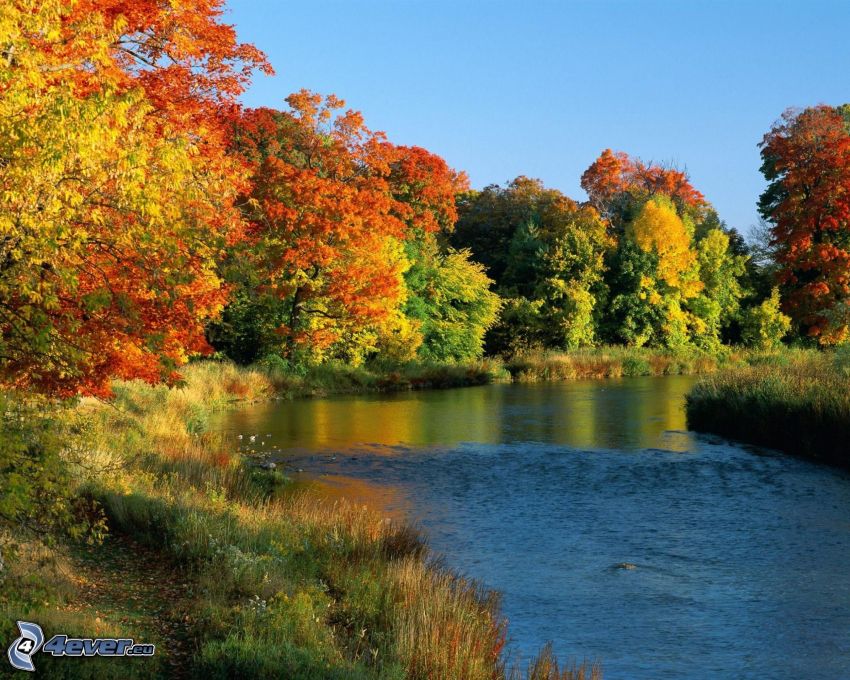 Fluss, Herbstliche Bäume