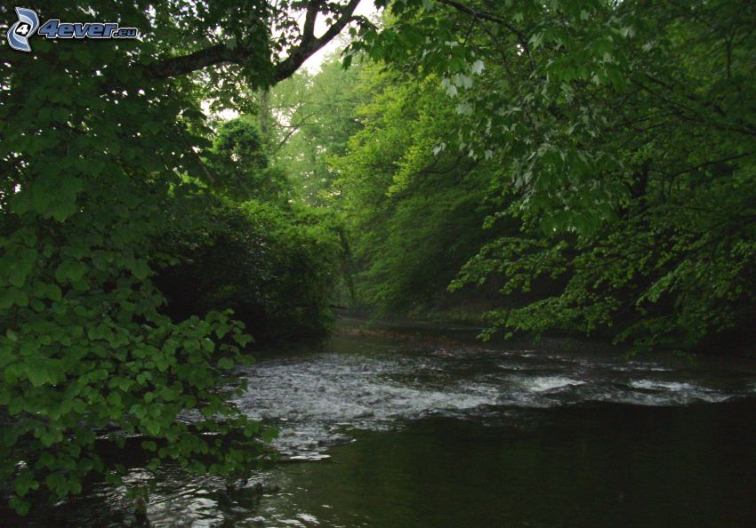 Fluss im Wald