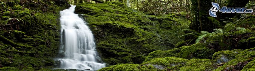 forstlicher Wasserfall, Grün