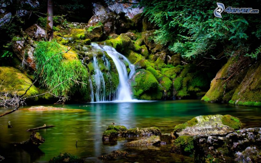 forstlicher Wasserfall, See im Wald, Grün