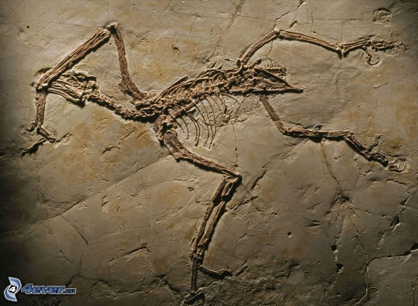 Fossil, Skelett