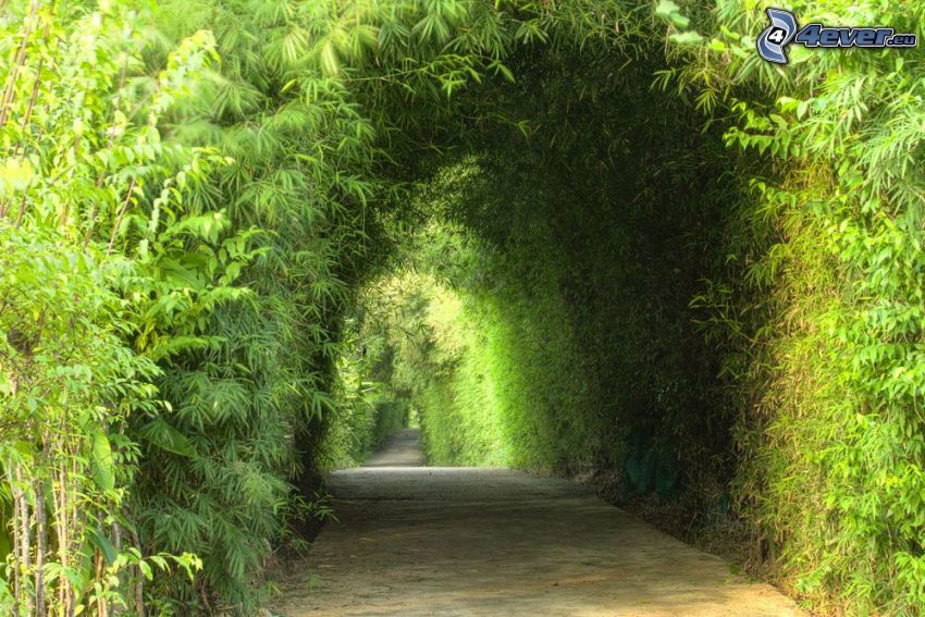 Gehweg, grüne Bäume, grüner Tunnel