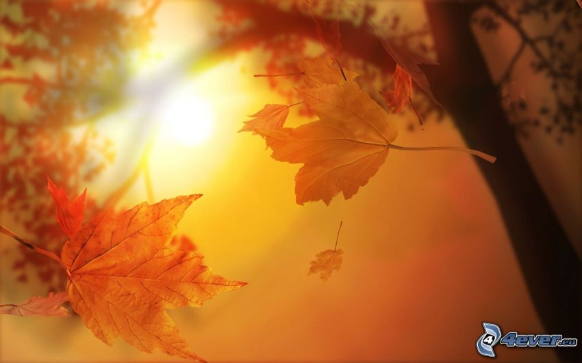 gelbe Blätter, Baum, Sonne
