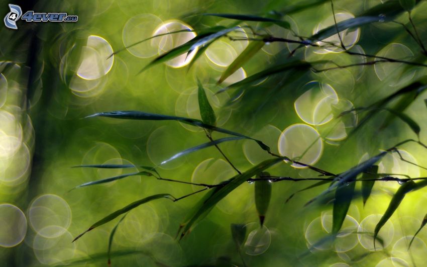 grüne Blätter, Ringe, grüner Hintergrund