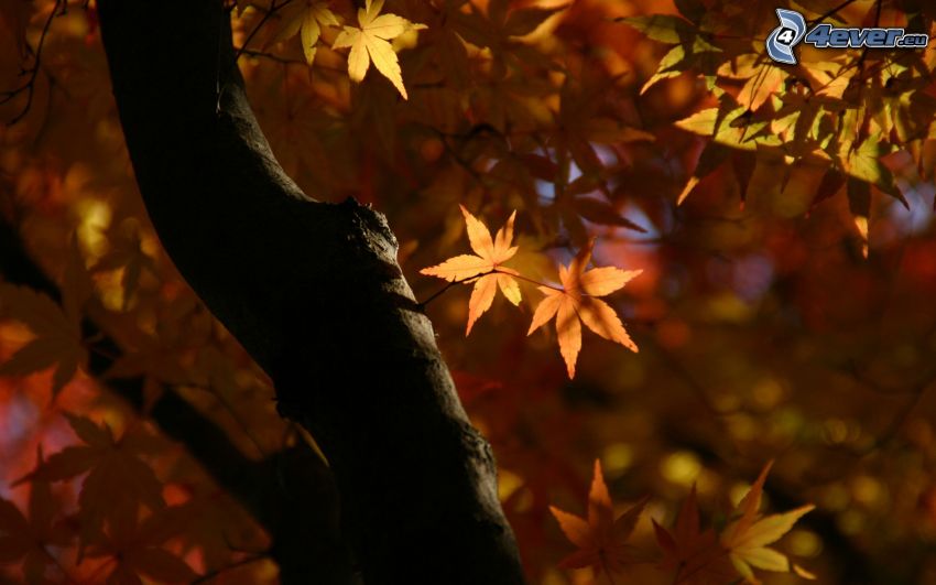 Herbstlicher Baum, Herbstlaub