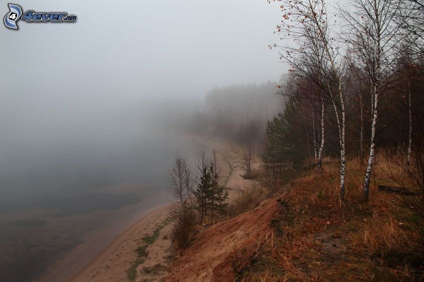 herbstlicher Wald, Boden Nebel