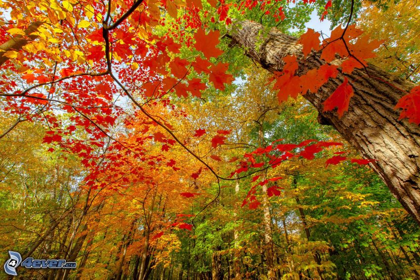 herbstlicher Wald, Herbstlaub