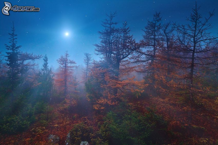 herbstlicher Wald, Nacht, Mond