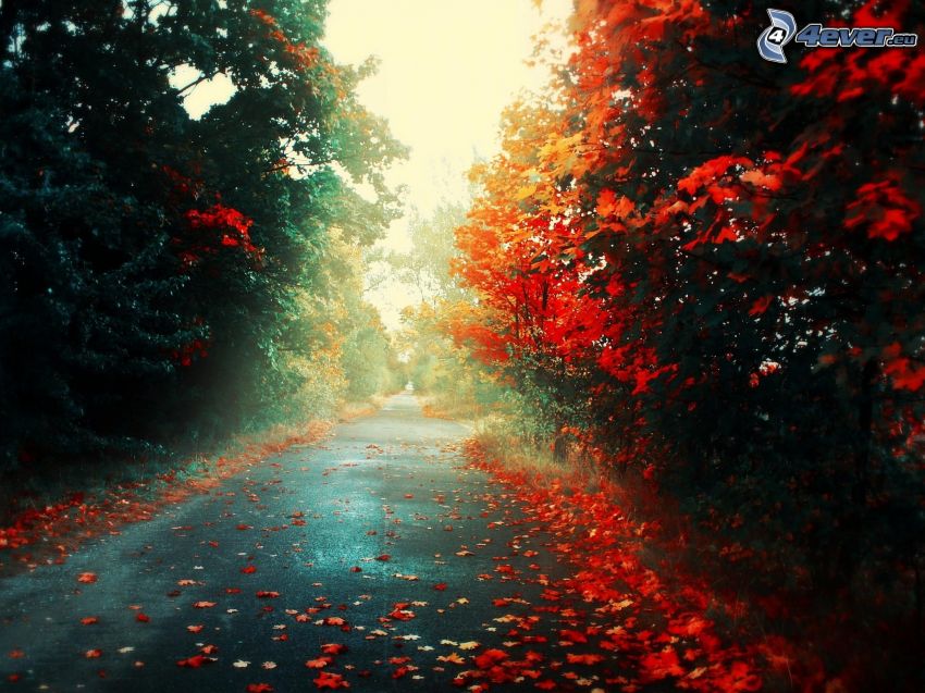 herbstlicher Weg unter den Bäumen, rote Blätter, Herbst