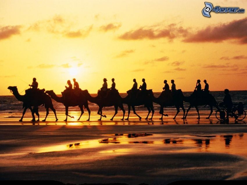 Beduinen auf Kamelen, Strand beim Sonnenuntergang