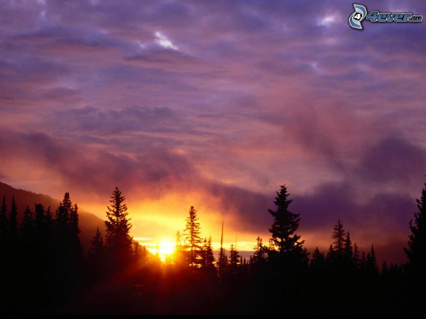 San Isabel National Forest, Sonnenuntergang, lila Himmel, Silhouette eines Waldes