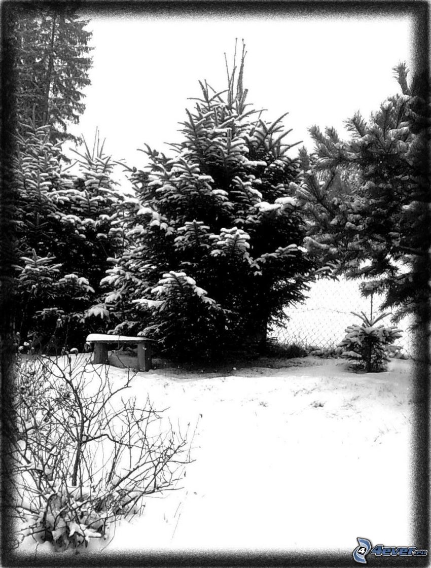 Bank unter einem Baum, Winter, Schnee, verschneite Bäume, Nadelbäume