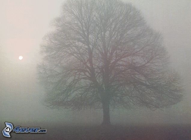 Baum im Nebel, weitausladender Baum