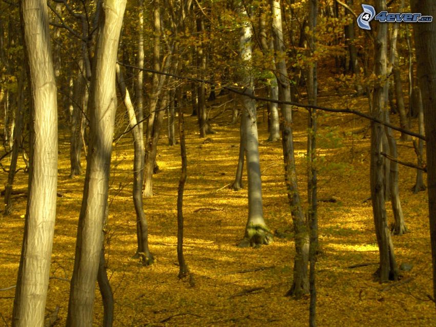 gelber herbstlicher Wald, gelbe Blätter, Bäume, Stämme