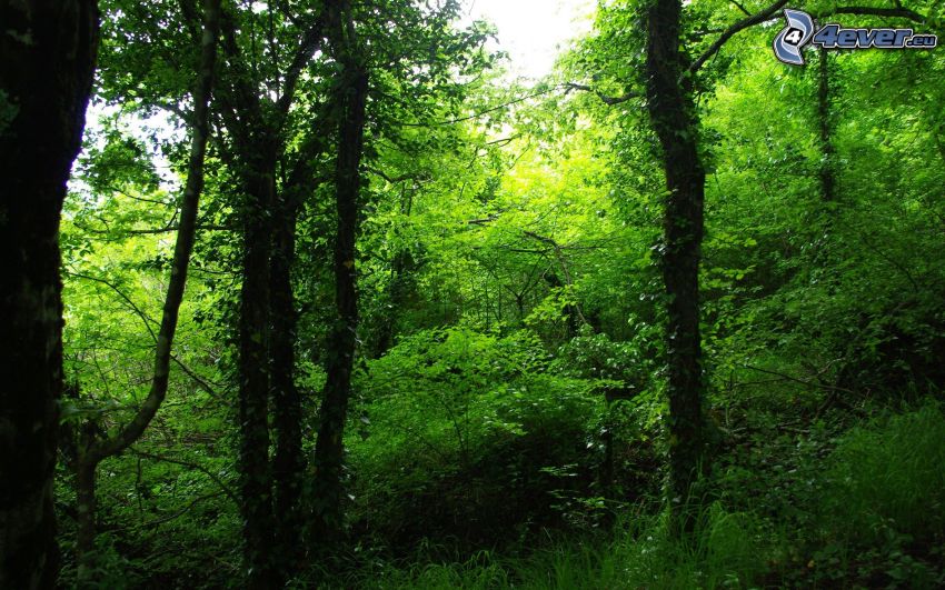 grüner Wald, Laubbäume, Grün