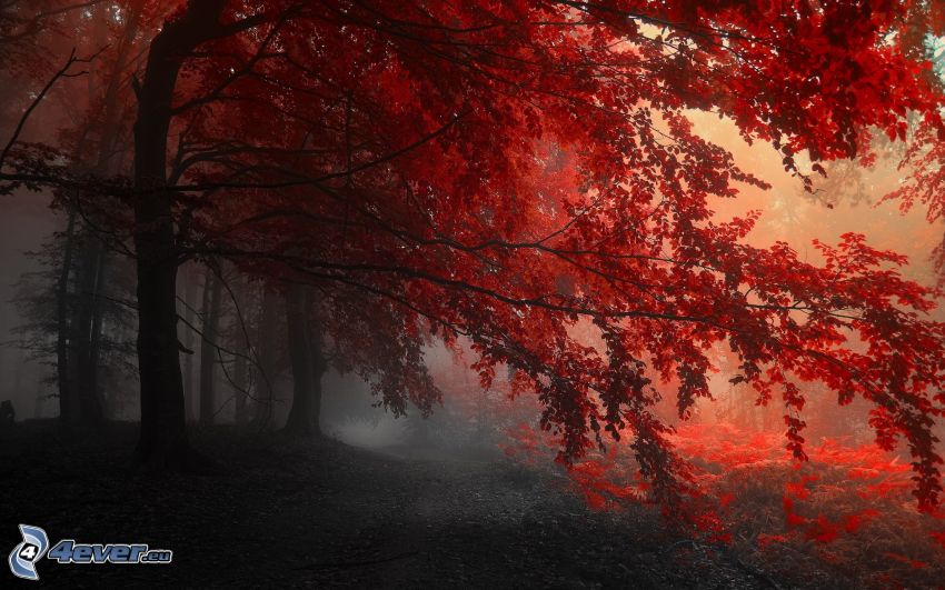 herbstlicher roter Wald, Nebel