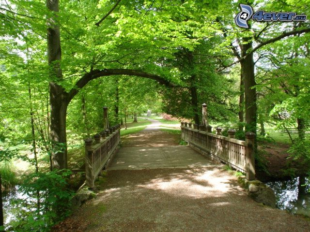 Holzbrücke, Waldweg, grüne Bäume, Park