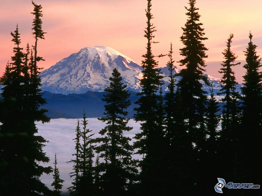 Mount Rainier, schneebedeckten Berg, Nadelbäume