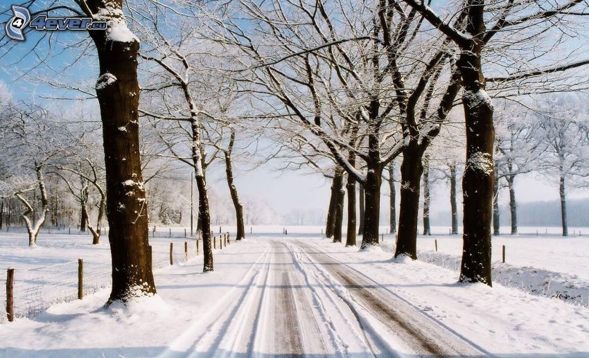 schneebedeckte Straße, verschneite Bäume