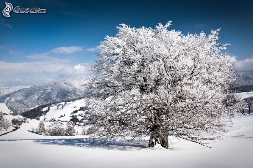 schneebedeckter Baum, verschneite Landschaft