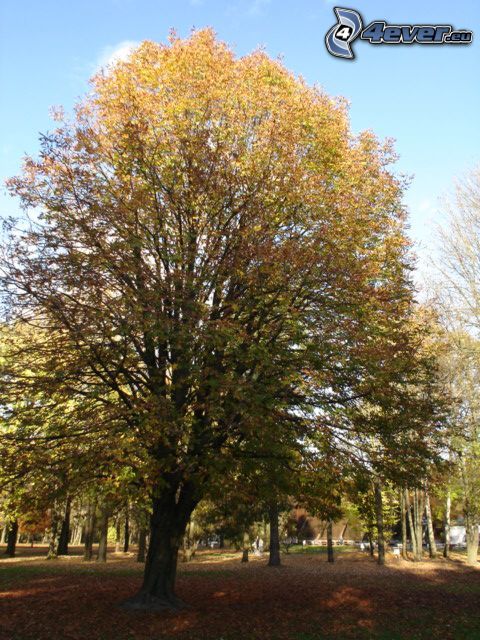 weitausladender Baum, trockene Blätter, Park
