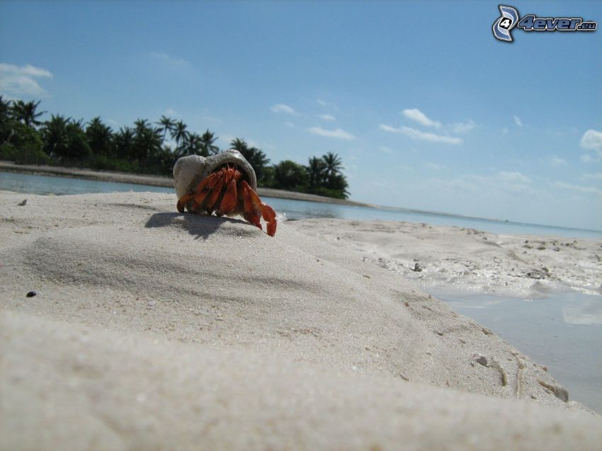 Krabbe am Strand, Küste